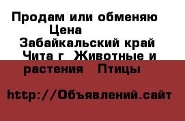 Продам или обменяю › Цена ­ 1 500 - Забайкальский край, Чита г. Животные и растения » Птицы   